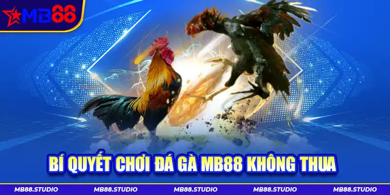 Bí quyết chơi đá gà MB88 không thua